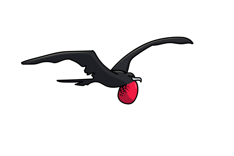 MBNEP Frigatebird